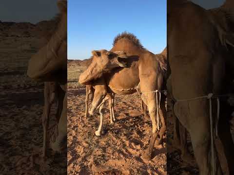 شكراً ابوأدم