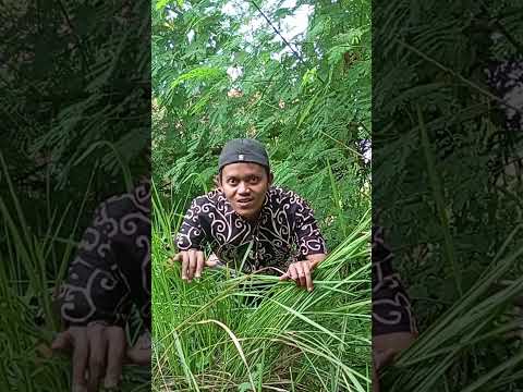 video lucu bikin ngakak hiburan warga +62 #funny #comedy  #comedyfilms #videolucu