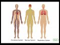 Human Body Organs and Systems