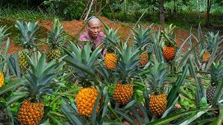 隨處可見的野鳳梨， 阿婆和孫子摘回一籮筐，教你多種簡單做法Grandma uses wild pineapple to make traditional food | 玉林阿婆