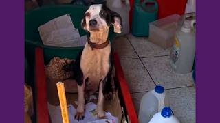 Cachorra Que Viveu Presa A Corrente, Encontrou A Liberdade Que Sempre Mereceu!