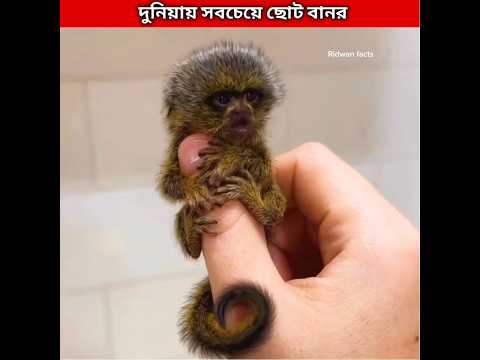 দুনিয়ায় সবচেয়ে ছোট বানর 🐒 world's smallest monkey #shorts