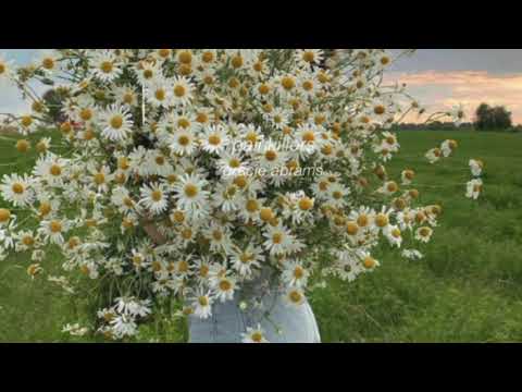 painkillers - gracie abrams (slowed down)