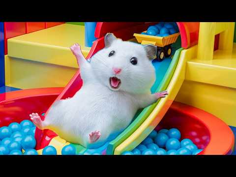 🐹 Hamster’s Adorable Escape from the Rainbow Ball Maze