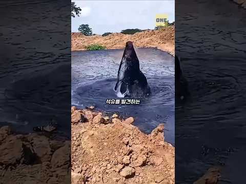 중동에 석유가 많은 이유