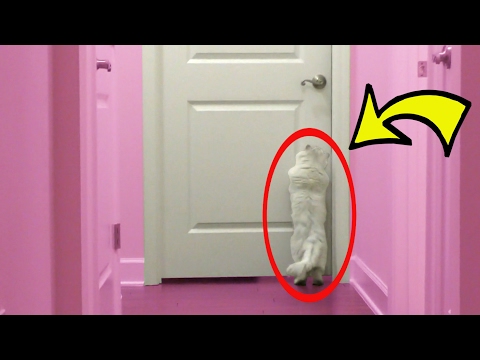 MY CAT SAVED MY LIFE!!!