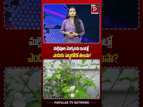 మల్లెపూల మొక్కలను ఇంట్లో ఎందుకు పెట్టుకోరో తెలుసా | Do you know why jasmine plants are kept at home