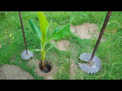Build Your OWN Tree Plantation Machine with DIY Tools Save Time and Money