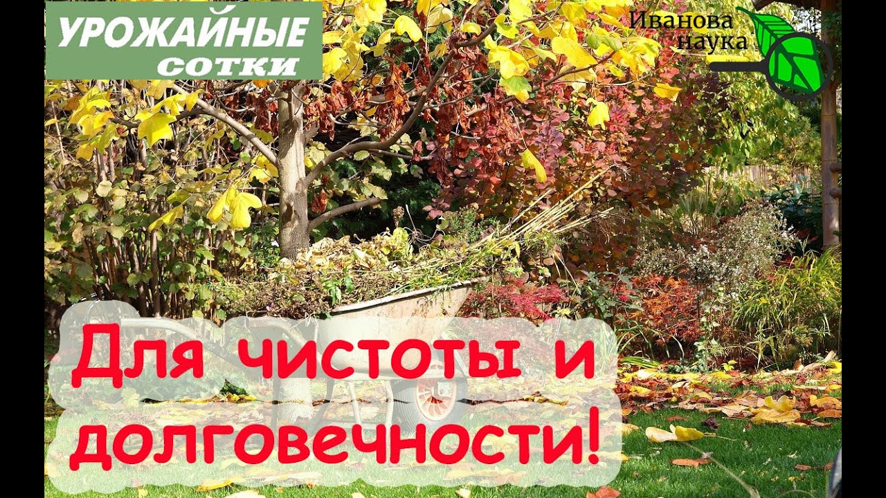 Зачем использовать лимонную кислоту в огороде осенью?