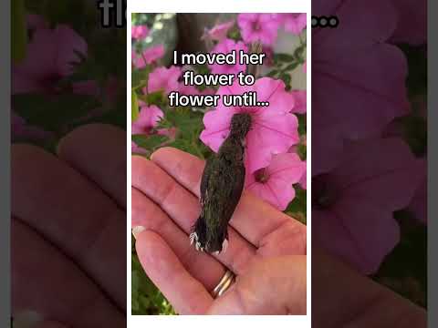 Birds are extremely intelligent #wholesome #animals
