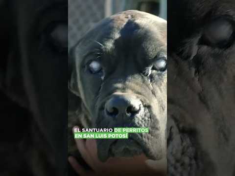 San Luis Potosí es un santuario para los perritos de la calle