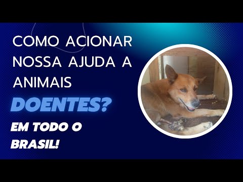 COMO ACIONAR AJUDA PARA ANIMAIS DOENTES EM TODO O BRASIL (PROJETO EDU E GRAZI)