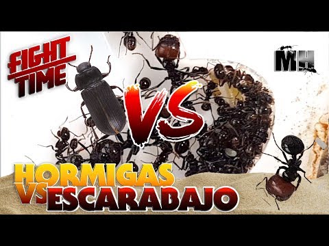 HORMIGAS VS ESCARABAJO | Hormigas Messor Barbarus