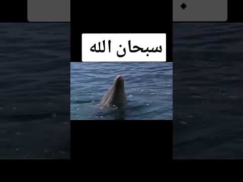 #اللهم- #ارزقناـ#حسن❤️❤️?