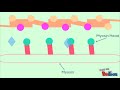 Muscle Contraction Mechanisms