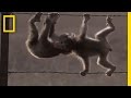 Snow Monkeys in Texas