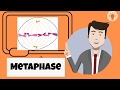 Understanding Metaphase in Mitosis