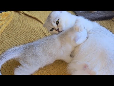 Adorable mom cat and her cute white kittens