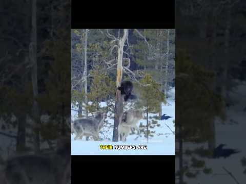 Wolverine Vs. Hungry Wolves... A Shocking Ending
