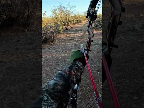 Double Tapped Coyotes #hunting