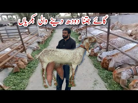 High Milker Makhi Cheeni Beetal Goats Farm ll How to start Goat Farming Business #goat #farming