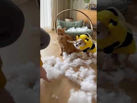 QUEM FOI? ๐ A Chihuahua culpou o gato na cara dura! ๐