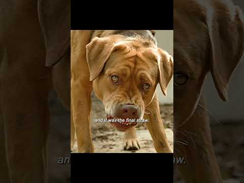 Dog decides to take revenge after witnessing his companion brutally killed by humans#flim #movie
