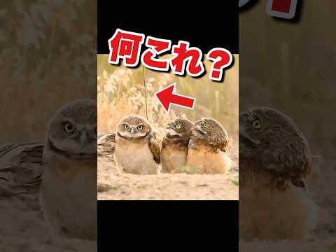 仲間のフクロウも困惑… #かわいい動物動画 #おもしろ動物動画 #ふくろう