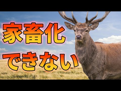 シカを家畜化できなかった理由がこちら【解説動画】