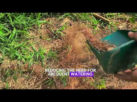 Why Wood Shavings Boost Durian Growth | AgriBuzz Guide