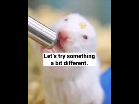 An important life lesson from rats