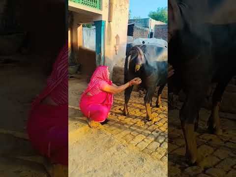 🤫🤫🤫dhire dhire nach nach# short #viral #funny# comedy# video 🤔🤔🤔🤔🤔😂🤣😂🤣😂🤣😂🤣😂🤣