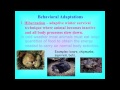 Animal Behavior and Adaptations