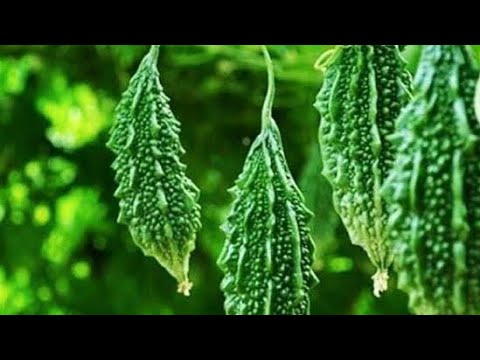 PAANO MAIWASAN ANG MAAGANG PANINILAW NG BUNGA NG AMPALAYA