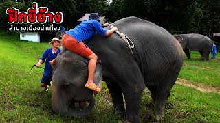ฝึกขี่ช้าง ลำปาง เมืองน่าเที่ยว