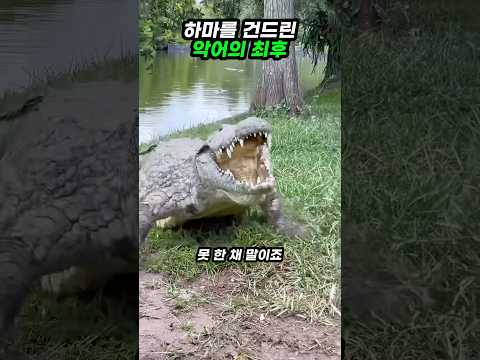 악어가 하마한테 다굴 맞는 이유