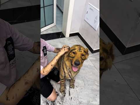 चिंटू टॉमी को शेर बना दिया 😱|| wooden artist || #shortsvideo