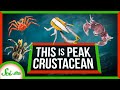 Understanding Crabs and Carcinization