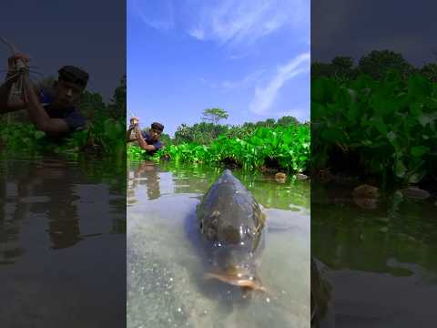 Amazing Fishing In River #bigfish #tetafishing #fishvideo