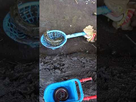 snakehead,snakehead fishing,snakehed aquarium    - SNAKEHEAD FISH #shorts  #fish #channa #viralvideo