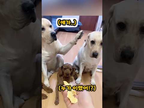 믿었던 친구의 배신으로 충격받은 댕댕이 행동