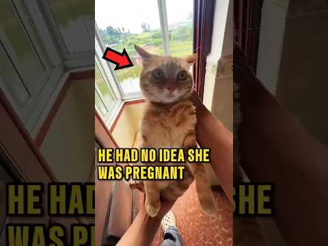 He Just Found Out His Orange Cat Is Pregnant 😭❤️