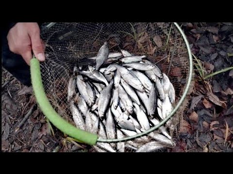 Ловля на поплавок уклейки весной и осенью! Оснастка+кормление=жор! Жареная в манке уклея