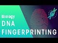 DNA Profiling and Analysis Concepts