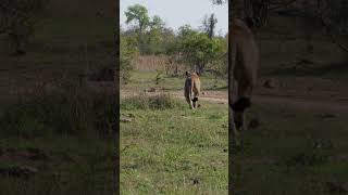 Follow the Hunt: Lioness Stalks Wildebeest