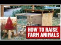 Cattle and Chicken Care Essentials