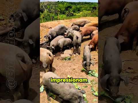 cabras. ovelhas. porcos e galinhas. qual você? #agrobrasil #fazenda #porcos #galinhas #ovinocultura