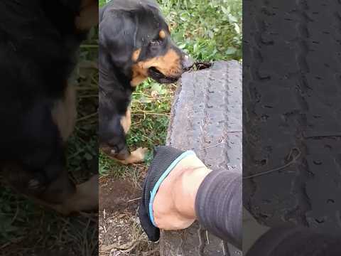 Mi perro encontró una picina secreta enterrada en el jardín de mi casa (parte 4) #picina