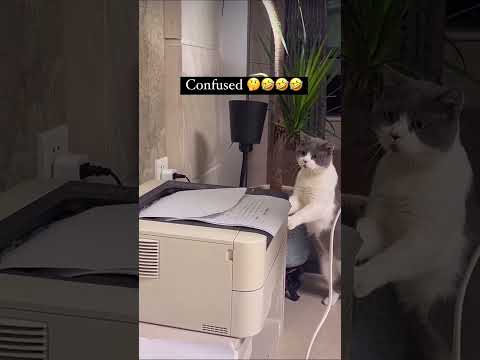 cat reaction 😲 confused state 😯😯 #cat #funny #shaababies #comedy #pets #animals #cute #technology