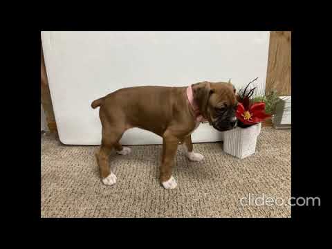 Boxer Puppies For Sale In Northern Ca 07 2021